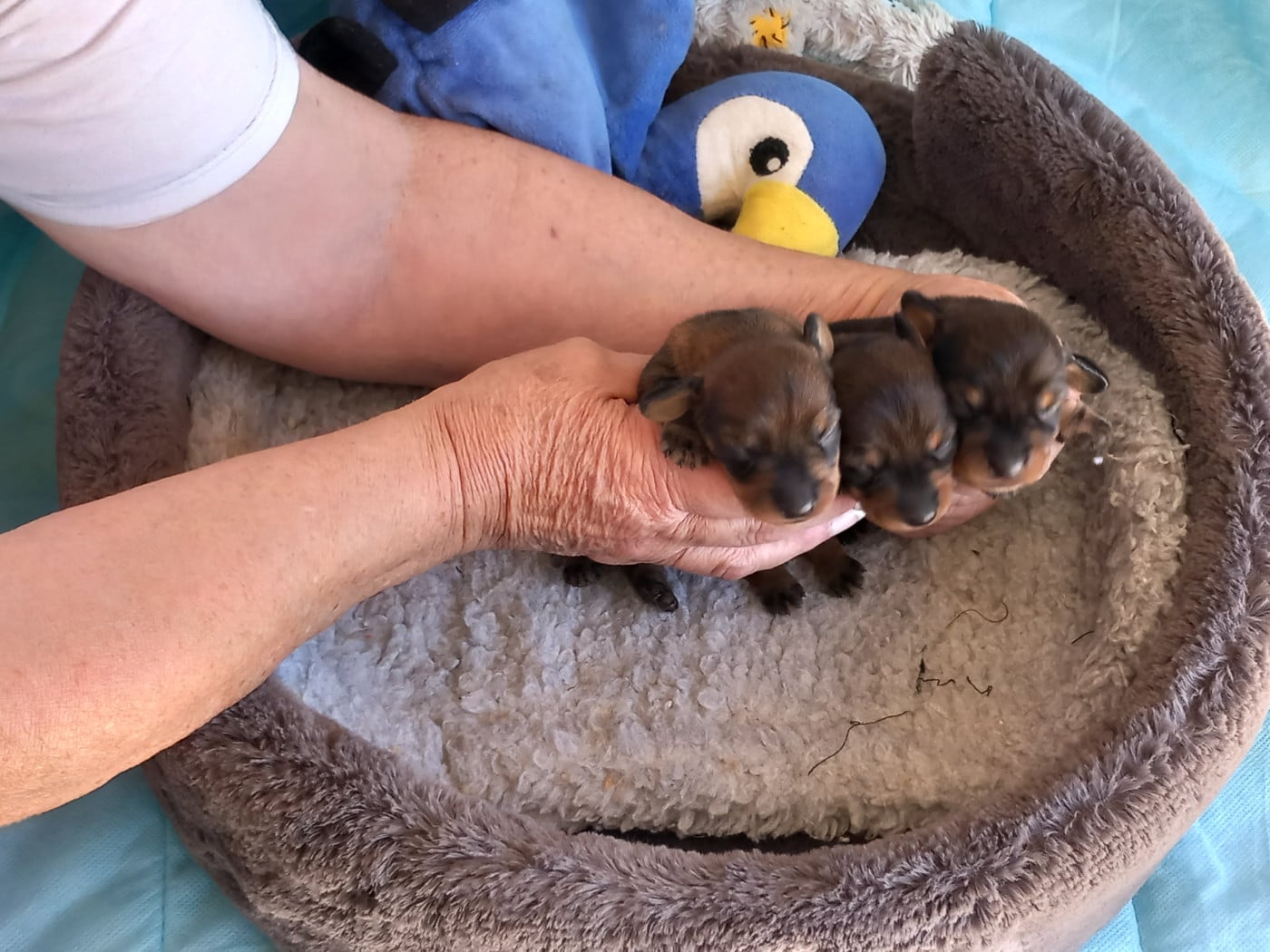Chiot Teckel poil dur