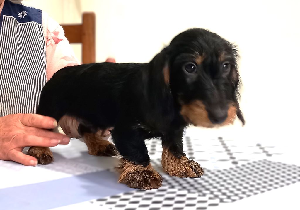 Teckel poil dur - de la Voûte Azurée