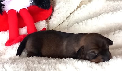 Les chiots de Teckel poil dur