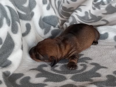 Les chiots de Teckel poil dur