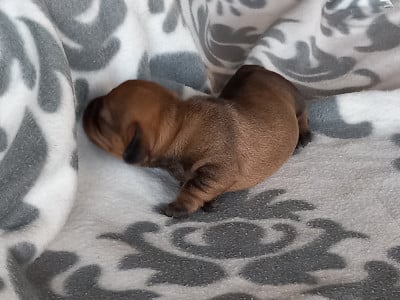 Les chiots de Teckel poil dur