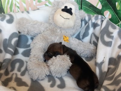 Les chiots de Teckel poil dur