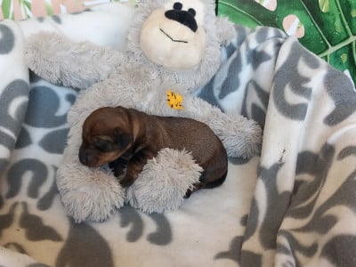 Les chiots de Teckel poil dur