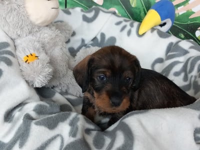 Les chiots de Teckel poil dur