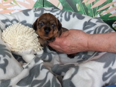 Les chiots de Teckel poil dur