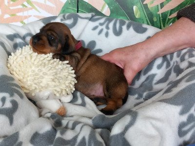 Les chiots de Teckel poil dur