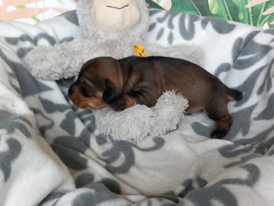 Les chiots de Teckel poil dur