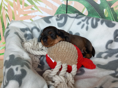 Les chiots de Teckel poil dur