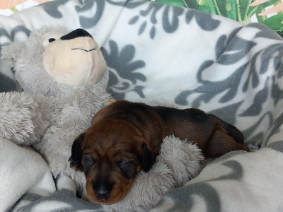 Les chiots de Teckel poil dur