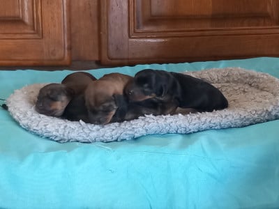 Les chiots de Teckel poil dur