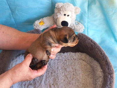 Les chiots de Teckel poil dur