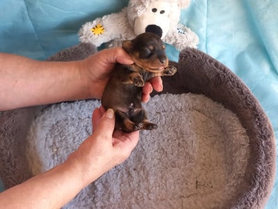 Les chiots de Teckel poil dur