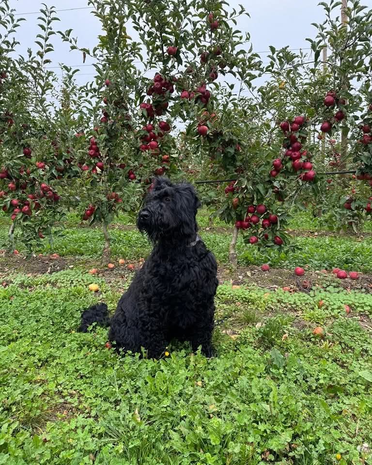 Roll royce Black Of Angels Life