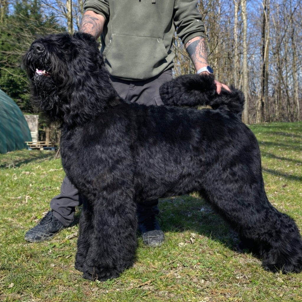 Une belle histoire d'amour Black Of Angels Life