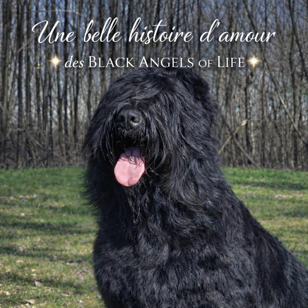 Une belle histoire d'amour Black Of Angels Life