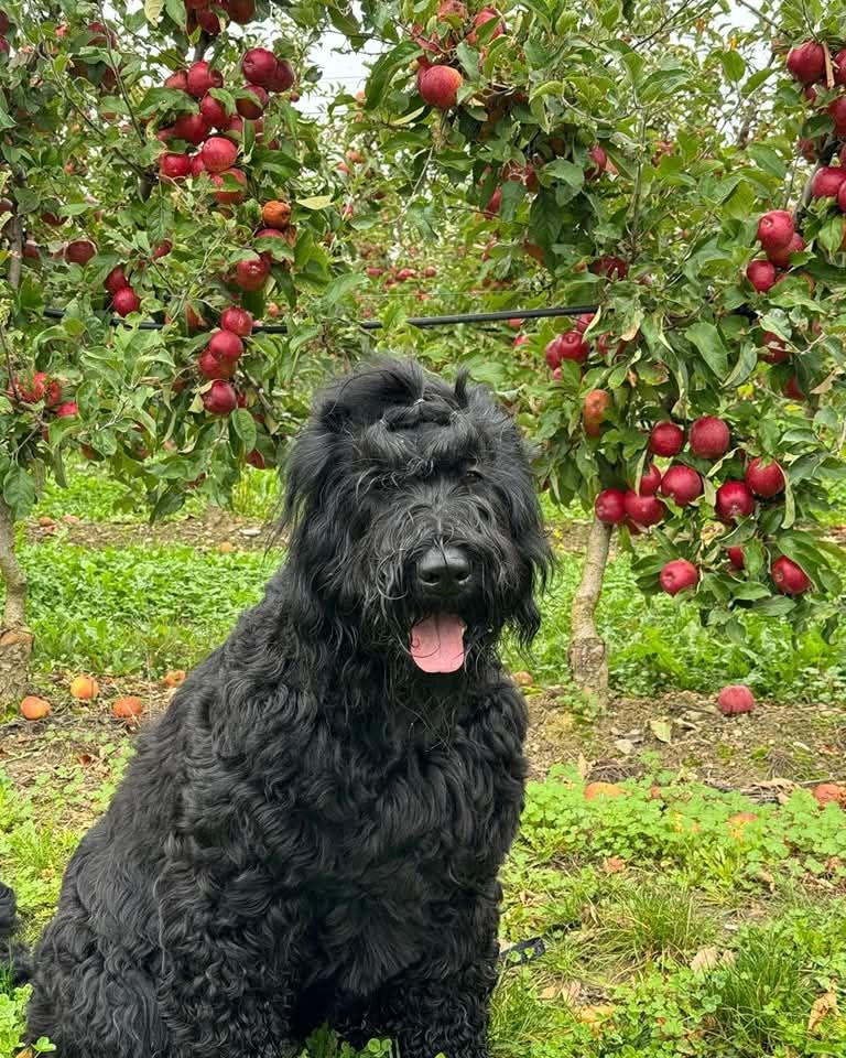 Roll royce Black Of Angels Life