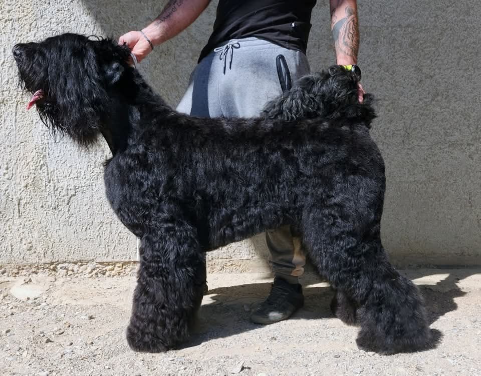 Roll royce Black Of Angels Life