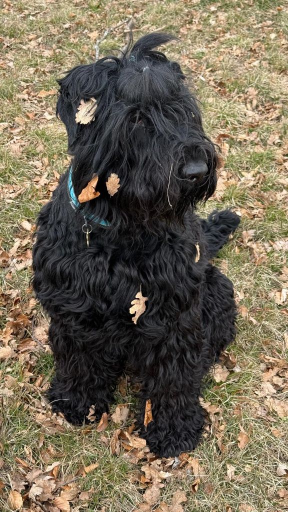 Roll royce Black Of Angels Life