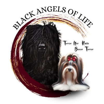 Black Of Angels Life