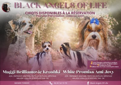 Les chiots de Biewer Terrier