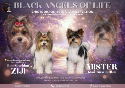 Les chiots de Biewer Terrier