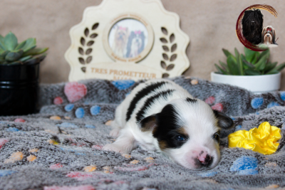 Les chiots de Biewer Terrier