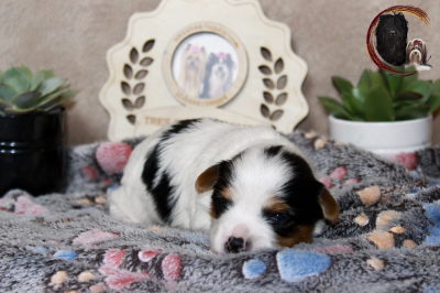 marron - Biewer Terrier