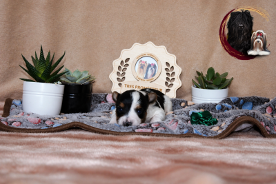 vert - Biewer Terrier