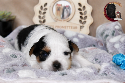 Les chiots de Biewer Terrier