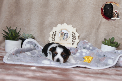 Les chiots de Biewer Terrier