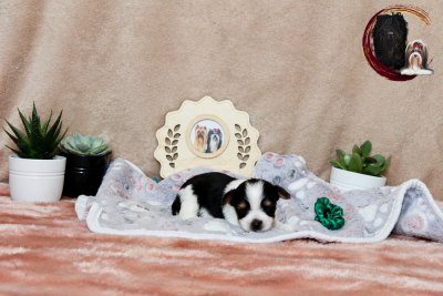 Les chiots de Biewer Terrier