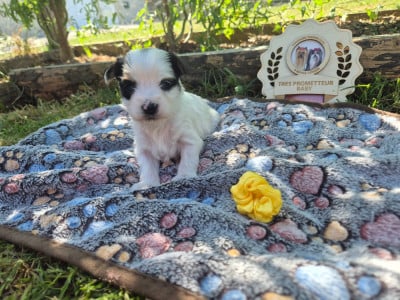 Les chiots de Biewer Terrier
