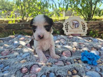 Les chiots de Biewer Terrier