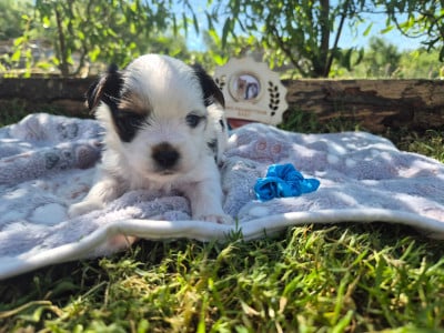 Les chiots de Biewer Terrier
