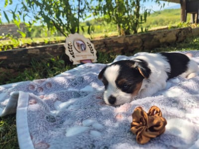 Les chiots de Biewer Terrier