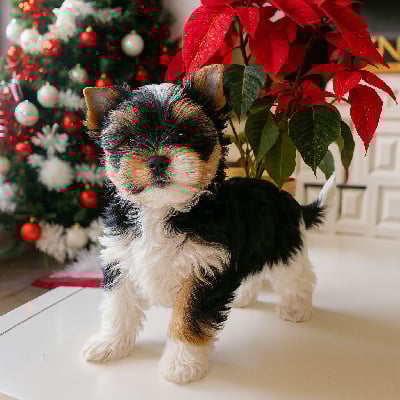 Les chiots de Biewer Terrier