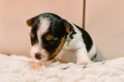 Les chiots de Biewer Terrier
