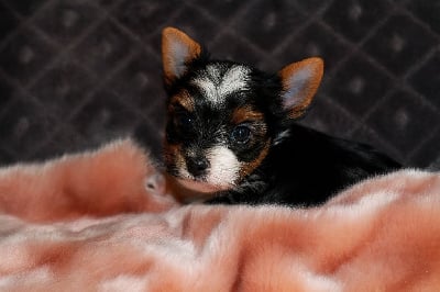 Les chiots de Biewer Terrier