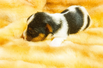 Les chiots de Biewer Terrier