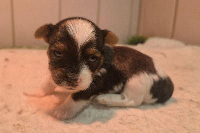 Apache - Biewer Terrier