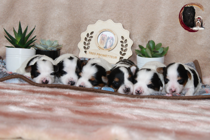 Biewer Terrier - Black Of Angels Life