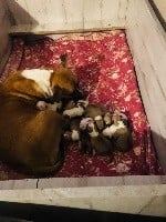 American Staffordshire Terrier - Winkut's