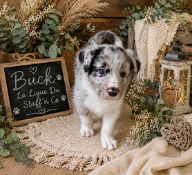 BUCK