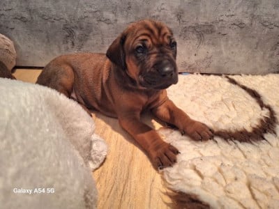 Les chiots de Rhodesian Ridgeback