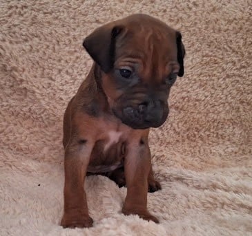 Les chiots de Rhodesian Ridgeback