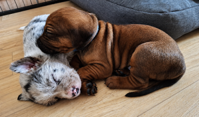 Les chiots de Rhodesian Ridgeback