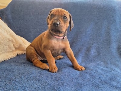 Les chiots de Rhodesian Ridgeback