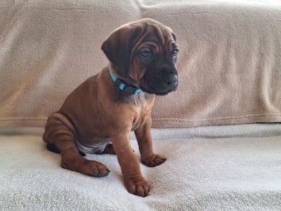 Les chiots de Rhodesian Ridgeback