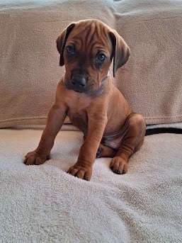 Les chiots de Rhodesian Ridgeback
