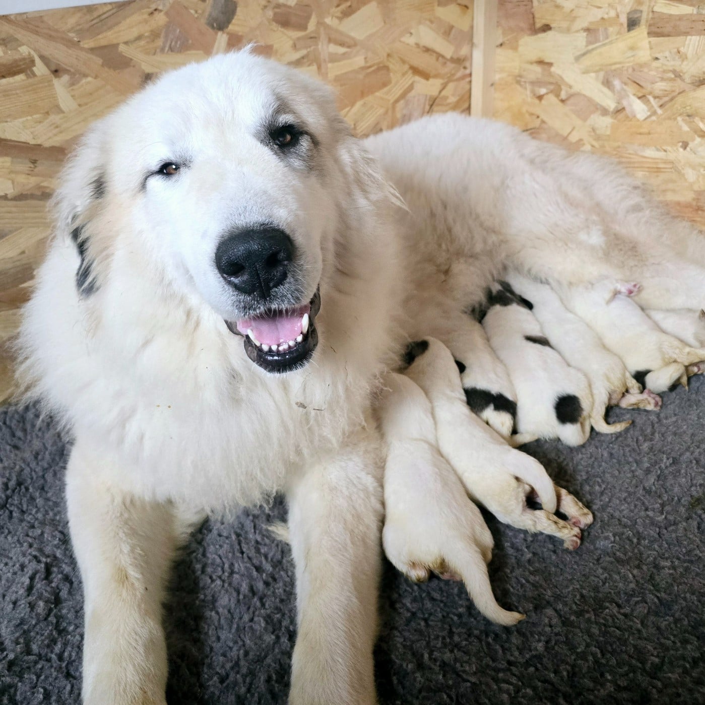 Chien de Montagne des Pyrenees - de la Vallée des Chtis Patou